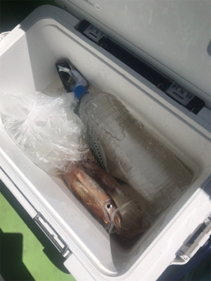 スルメイカ、オニカサゴ のリレー船