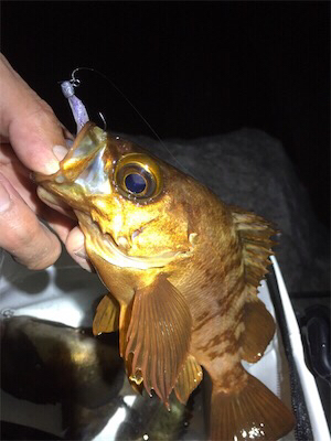 梅雨メバル好調