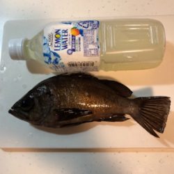 １匹だけですが、、、