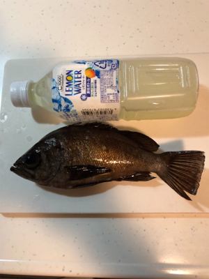 １匹だけですが、、、