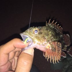 アジング？メバリング？ガシリング？？