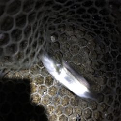 淀川ブリームゲーム ライトブリームゲーム