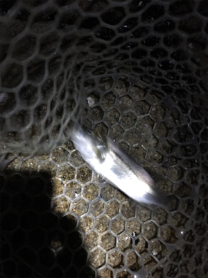 淀川ブリームゲーム ライトブリームゲーム