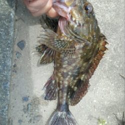 ガッシー狙い。