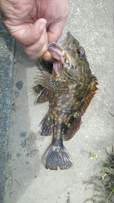 ガッシー狙い。