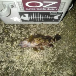 ガシラ探索⁉️