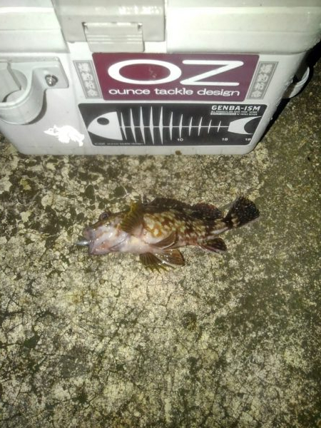 ガシラ探索⁉️