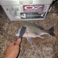 輪ゴムワームに填まってます‼️