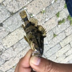 北側水道メバル釣果