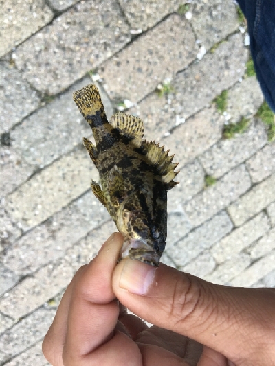 北側水道メバル釣果