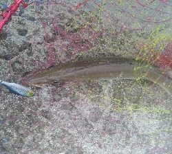 今日はサゴシdayでした