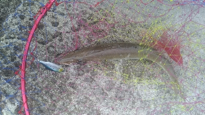 今日はサゴシdayでした