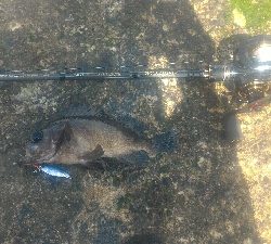 梅雨の隙みてメバル＆ガシラポンポン