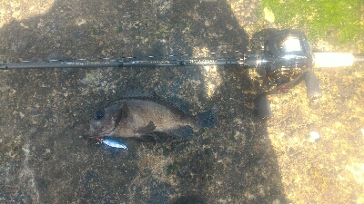 梅雨の隙みてメバル＆ガシラポンポン