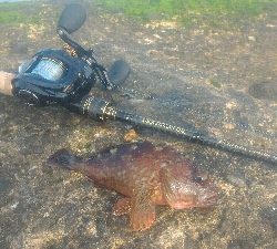 ガシラのみポンポン