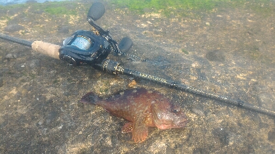 ガシラのみポンポン