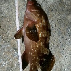 ビッグファイト