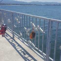 ガシラに遊んでもらいました