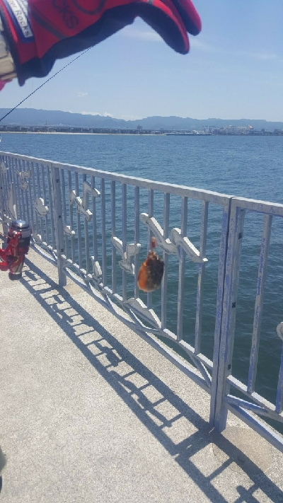 ガシラに遊んでもらいました