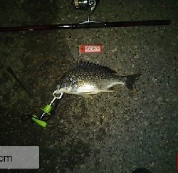 久々の1日1匹以上