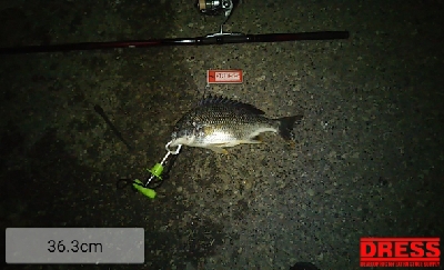 久々の1日1匹以上