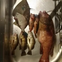 玉には餌でのんびりと