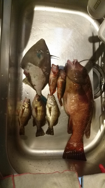 玉には餌でのんびりと