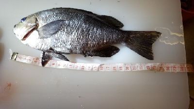 メジナチャレンジ　釣れた