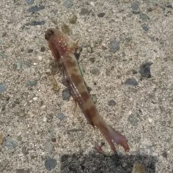 淡路のグルメな奴ら