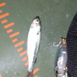 仕事帰りにメバリングに・・・