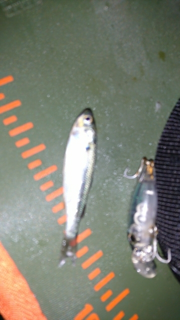 仕事帰りにメバリングに・・・