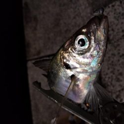 満月　大潮　アジング