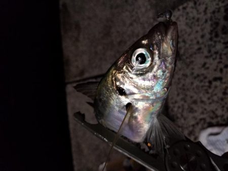 満月　大潮　アジング