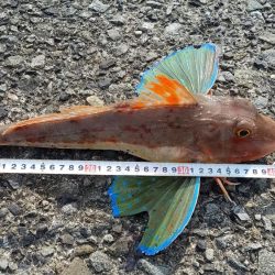 久しぶりの爆釣