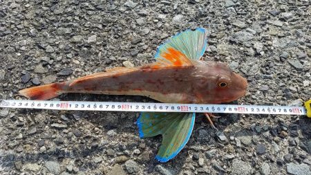 久しぶりの爆釣