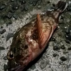 アジ　カサゴ　太刀魚　エイ