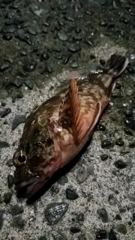 アジ　カサゴ　太刀魚　エイ