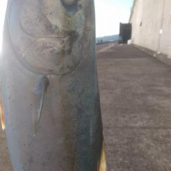 メジロサイズまでいかない