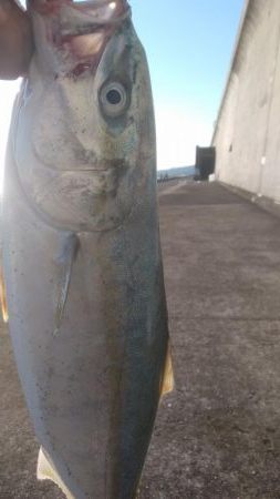 メジロサイズまでいかない