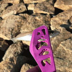 姫路キス(2018-4)と姫路タコ調査