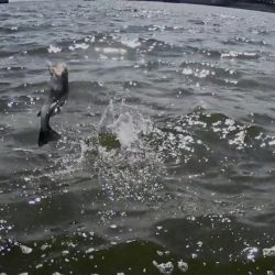 甲子園浜　３日連続　５０ｃｍ