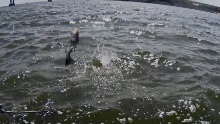 甲子園浜　３日連続　５０ｃｍ