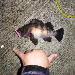 今シーズン初メバリング