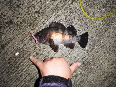 今シーズン初メバリング