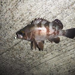 目標20cmオーバー10匹