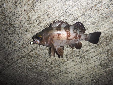 目標20cmオーバー10匹