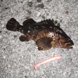 ロックフィッシュ自己新