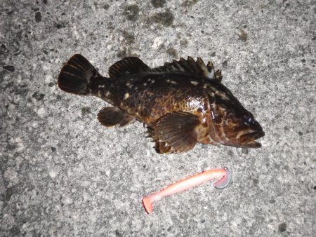 ロックフィッシュ自己新