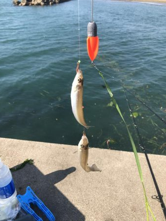 キス釣り 釣行