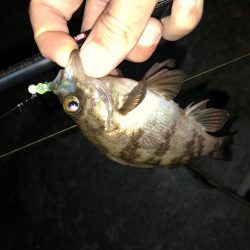 連日メバリング